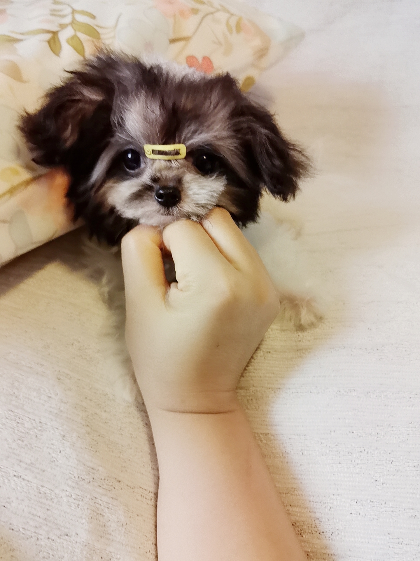 超小体灰白花马尔泰弟弟，3针疫苗